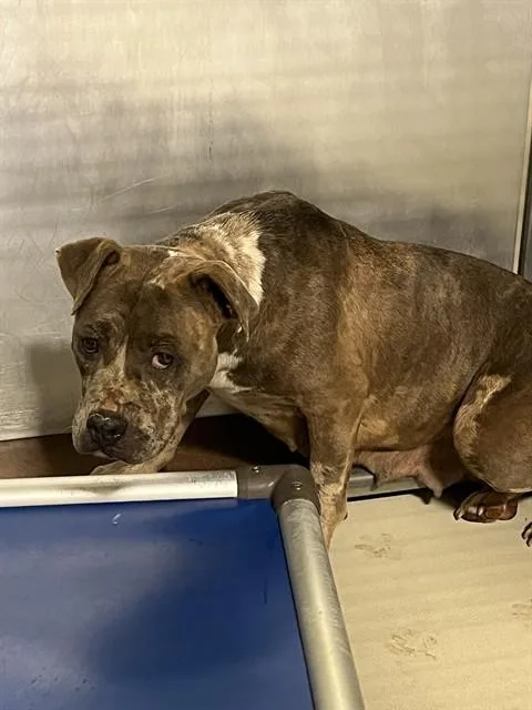 An adult medium-sized female Pit Bull Terrier dog named Leaf for adoption in Bakersfield, CA