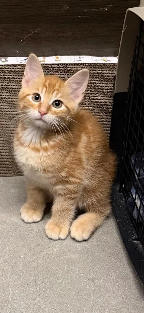 A baby small-sized male Tabby (Orange / Red) Domestic Medium Hair cat named Jake for adoption in Breinigsville, PA