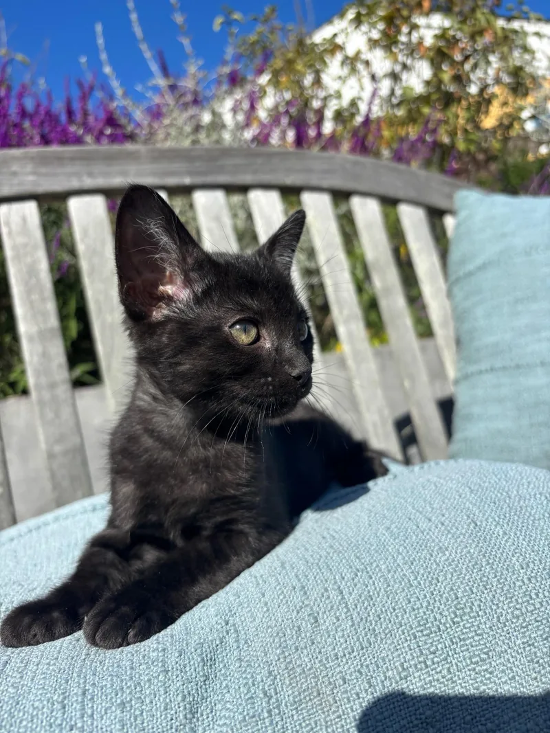 A baby small-sized male Black Domestic Short Hair cat named Dobby for adoption in Santa Cruz, CA