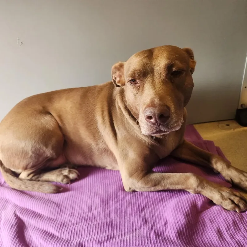 An adult large-sized female Mixed Breed dog named Lulu for adoption in Bismarck, ND