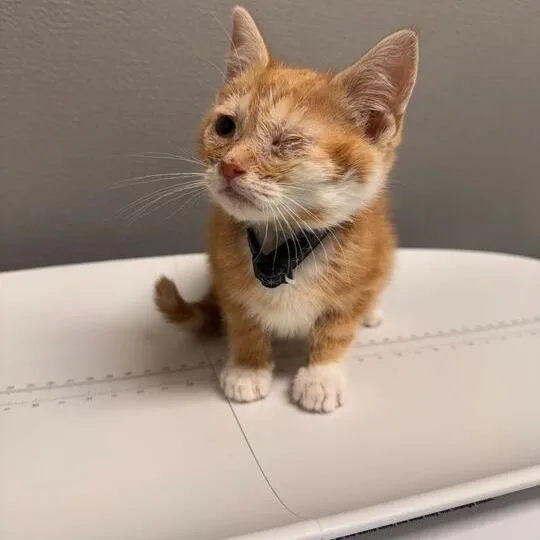 A baby small-sized female Orange / Red Domestic Short Hair cat named Michelle for adoption in Wilmington, DE