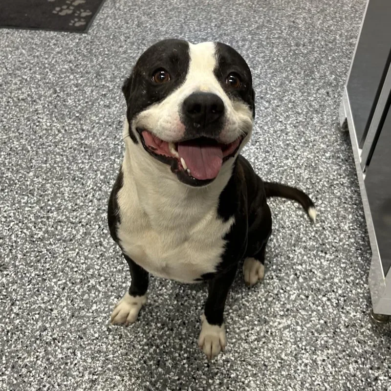 A young medium-sized male American Bulldog dog named Alvin for adoption in Moravia, NY