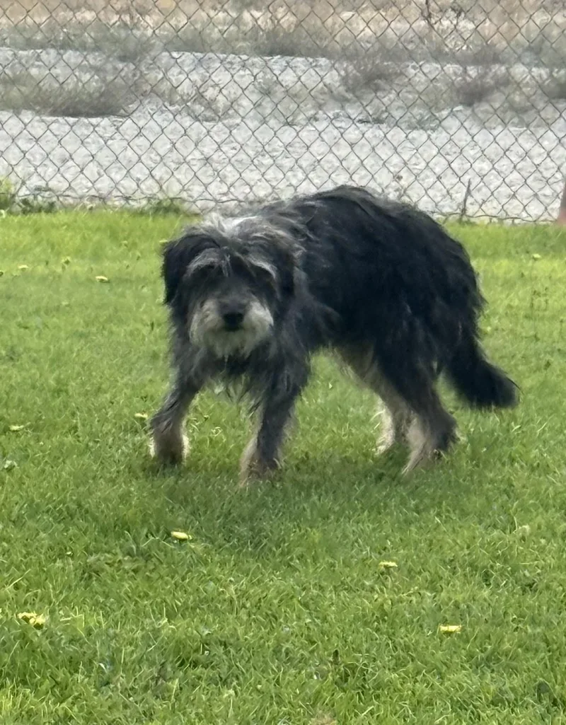 Wally
