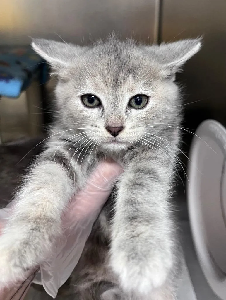 A baby medium-sized female Domestic Short Hair cat named Baby Tee for adoption in Cincinnati, OH