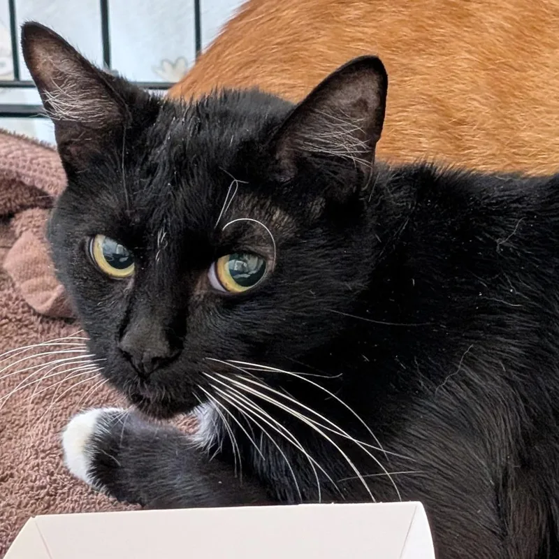 An adult medium-sized male Domestic Short Hair cat named Brass for adoption in Tacoma, WA