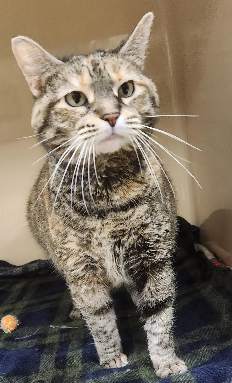 An adult large-sized female Torbie Domestic Short Hair cat named Sammi for adoption in Clayton, NJ