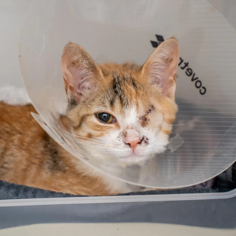 A baby small-sized female Orange / Red Domestic Short Hair cat named Nova for adoption in New York, NY