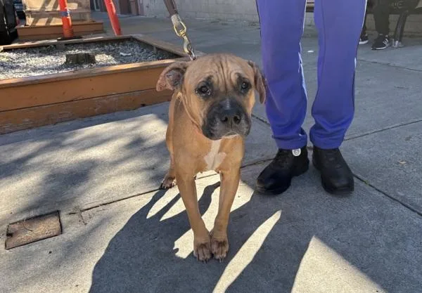 An adult medium-sized female Mixed Breed dog named Dream for adoption in New York, NY
