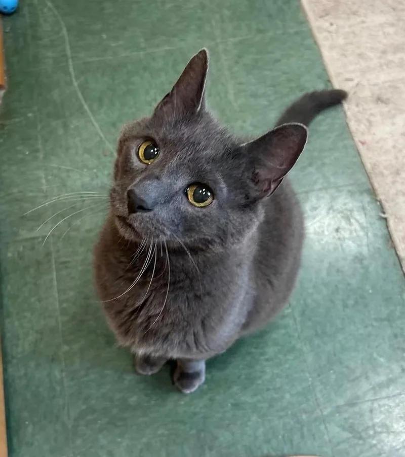 An adult medium-sized male Gray / Blue / Silver Domestic Short Hair cat named Heathcliff for adoption in Mokena, IL