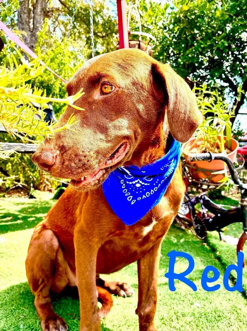 Red thumbnail 3