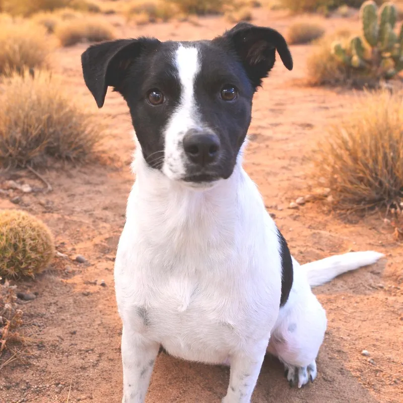 A young medium-sized female White / Cream Mixed Breed dog named Linen for adoption in Wickenburg, AZ