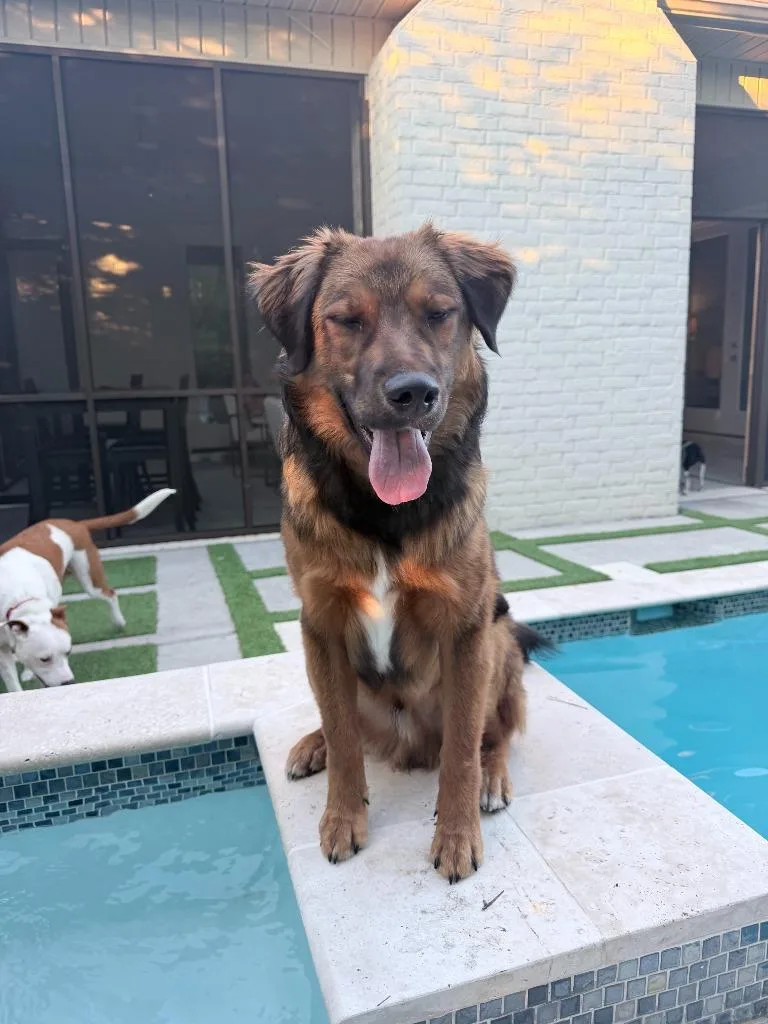 A young large-sized male Golden Retriever dog named Beau for adoption in Little Rock, AR