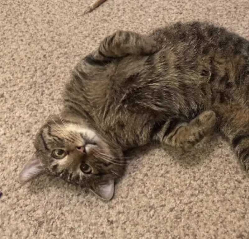 An adult medium-sized male Tabby (Brown / Chocolate) Domestic Short Hair cat named Gary for adoption in Cincinnati, OH