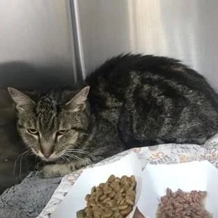 A senior medium-sized male Tabby (Gray / Blue / Silver) Domestic Short Hair cat named Jasper for adoption in Phoenixville, PA