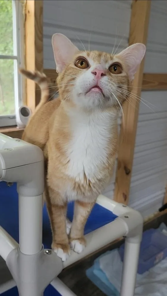 An adult medium-sized male Tabby (Orange / Red) Domestic Short Hair cat named Cheeto for adoption in Ocala, FL