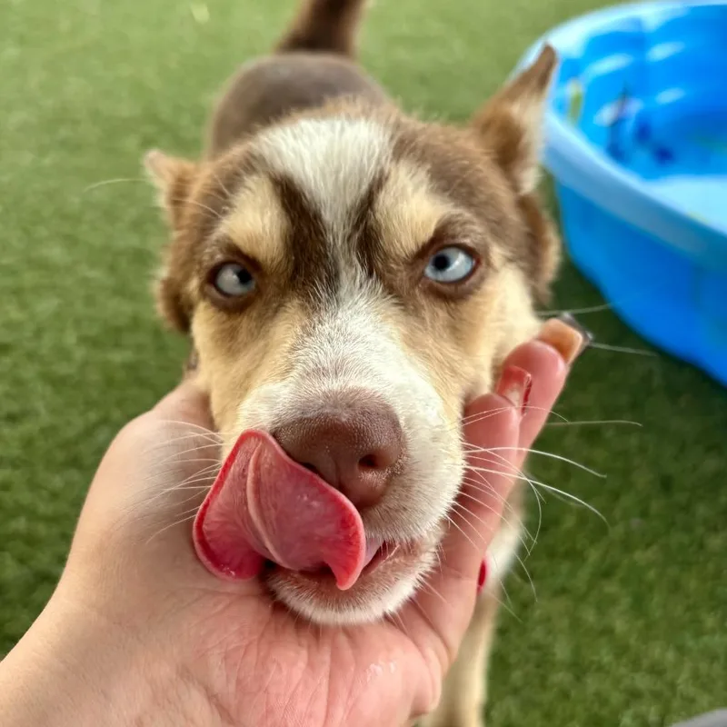 A baby medium-sized male Pomeranian dog named Rolo for adoption in Columbia, IL