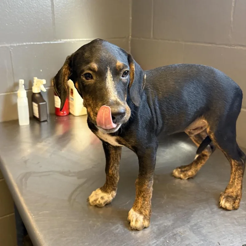 A baby medium-sized male Black Hound dog named Charlie for adoption in Tuscaloosa, AL