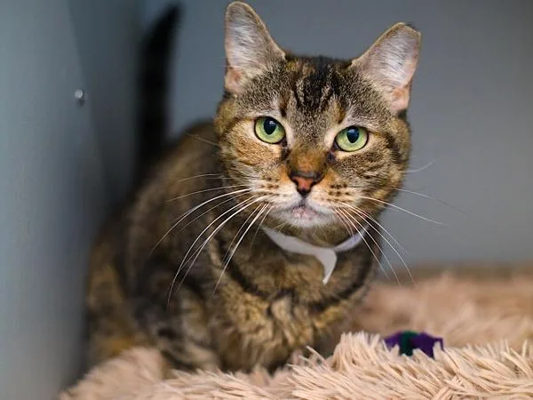 A senior medium-sized female Domestic Short Hair cat named Baby Bean for adoption in Ridgewood, NY