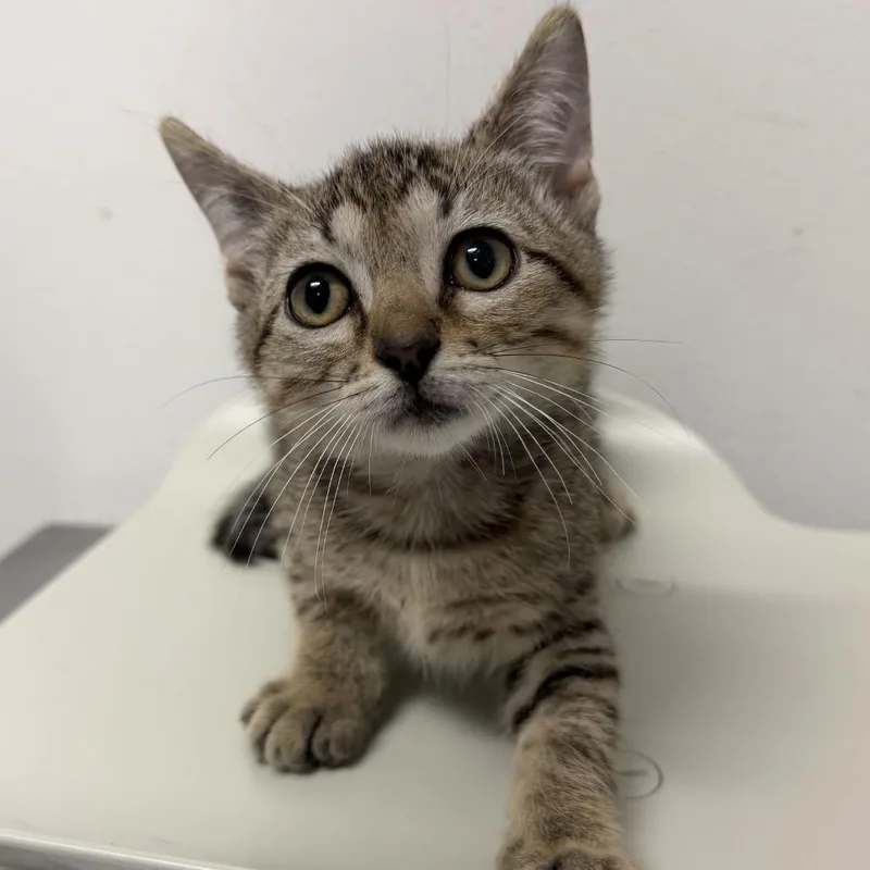 A baby small-sized male Gray / Blue / Silver Domestic Short Hair cat named Valentino for adoption in Edinburg, TX