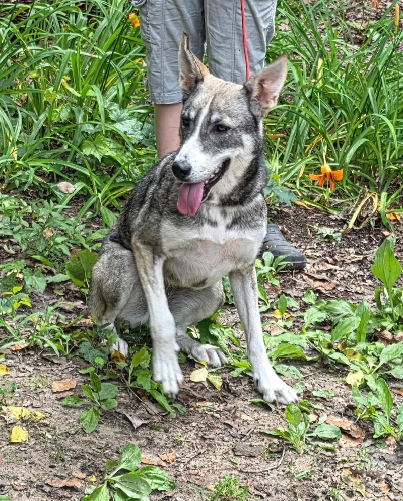 A young medium-sized female Tricolor (Brown, Black, & White) Husky dog named Sissy for adoption in bauxite, AR