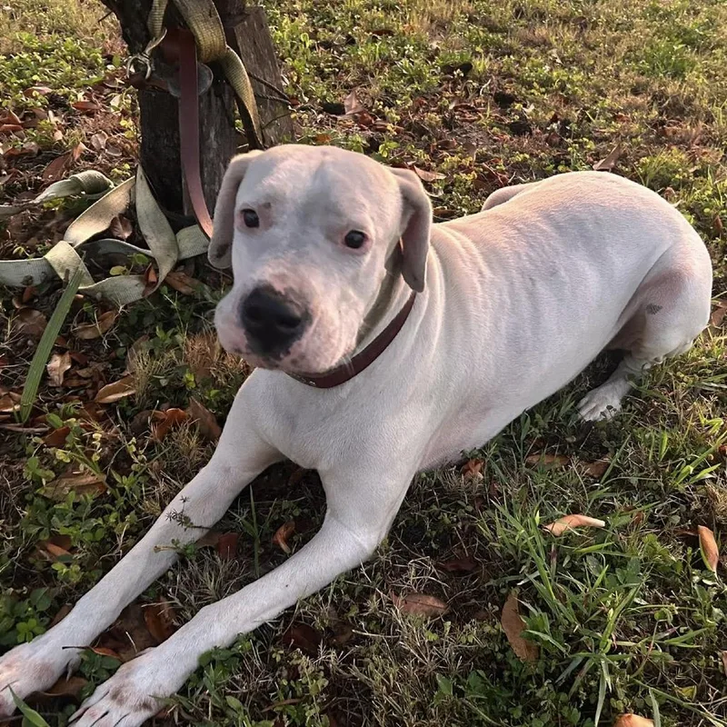 An adult extra large-sized female White / Cream Mixed Breed dog named Mama Goose for adoption in Port Charlotte, FL