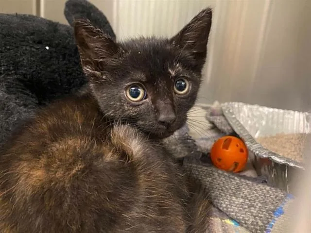 A baby small-sized female Domestic Short Hair cat named January for adoption in Tustin, CA