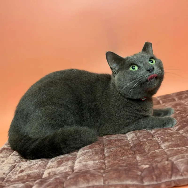 An adult medium-sized female Gray / Blue / Silver Chartreux cat named Ivy for adoption in San Antonio, TX