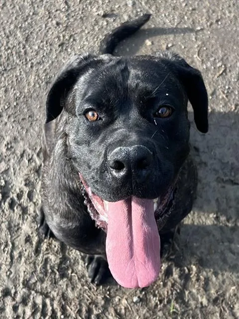 A young medium-sized female Cane Corso dog named Freya for adoption in Riverside, CA