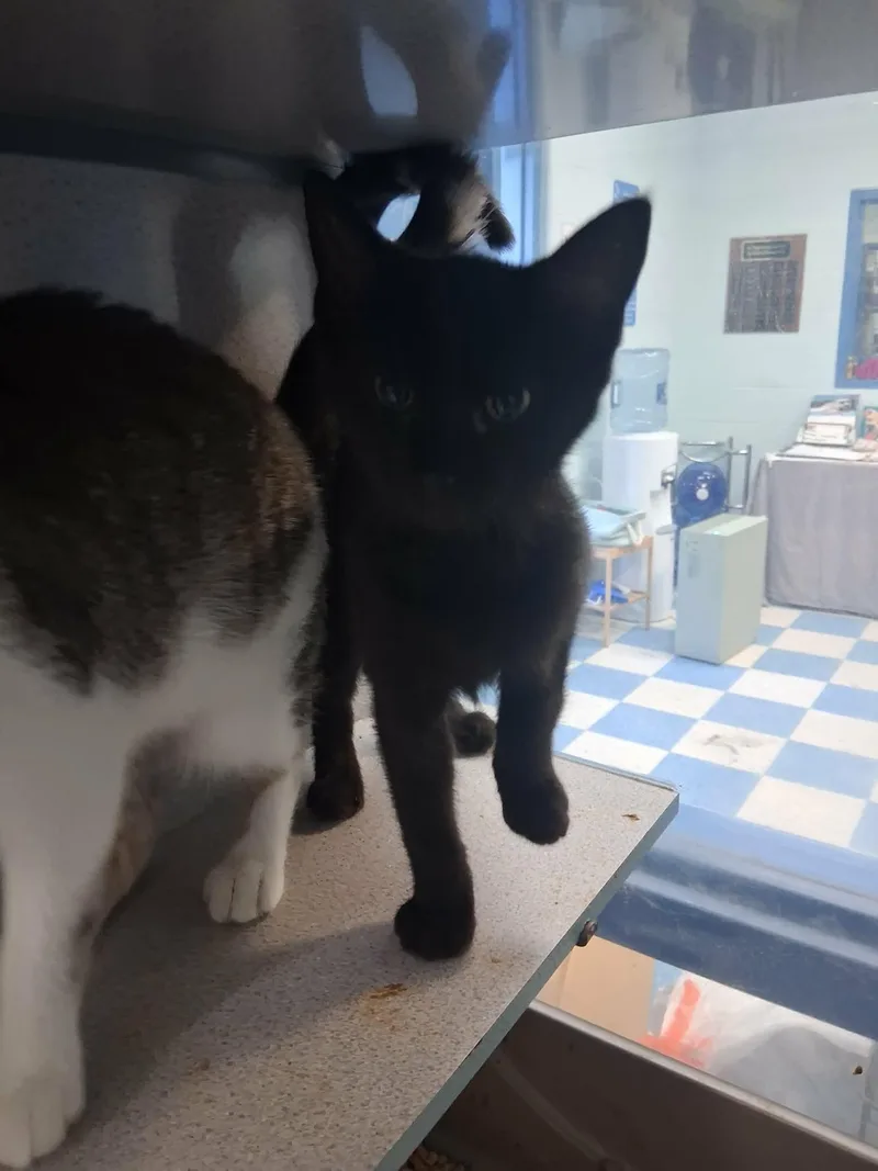 A young medium-sized female Black Domestic Short Hair cat named BunBun for adoption in Berryville, VA