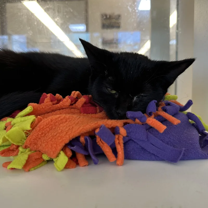 A baby medium-sized female Domestic Short Hair cat named Pearly for adoption in Manassas, VA
