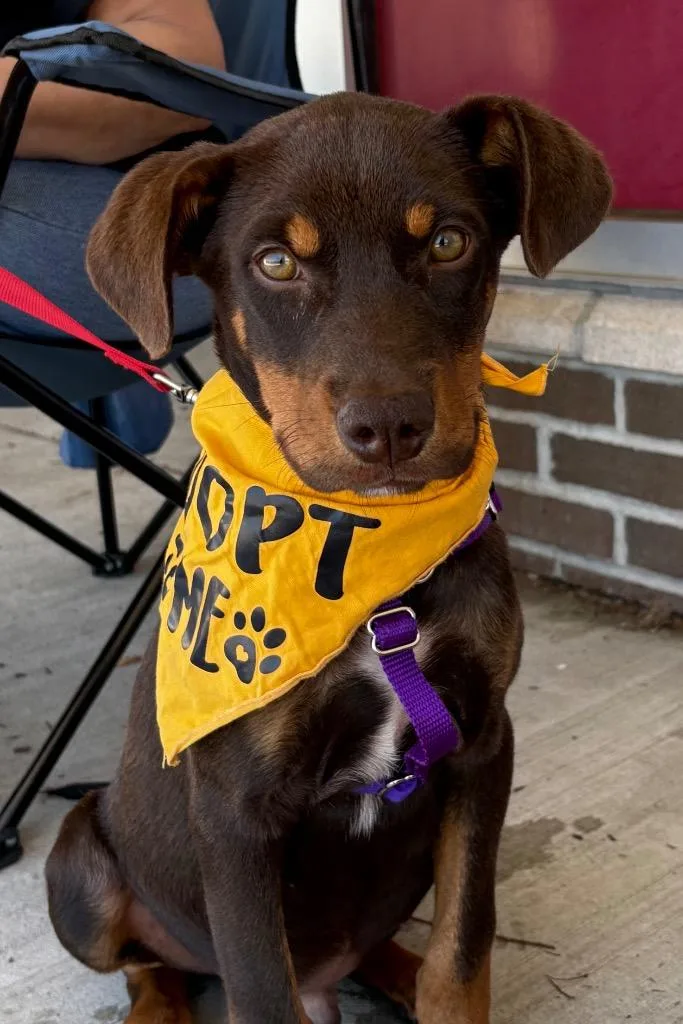 A baby large-sized male Doberman Pinscher dog named Ringo for adoption in Ewing, NJ