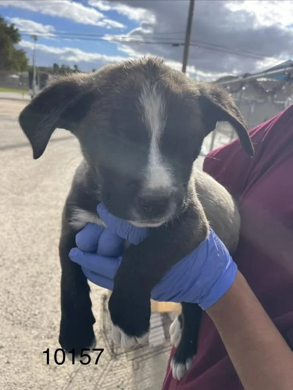 A baby medium-sized male Pit Bull Terrier dog named Jelly Bean for adoption in Victorville, CA