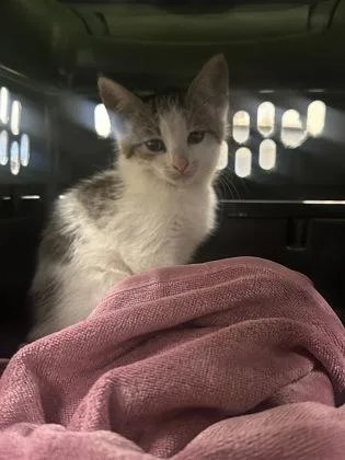 A baby small-sized male Domestic Short Hair cat named Dean for adoption in Palm Coast, FL