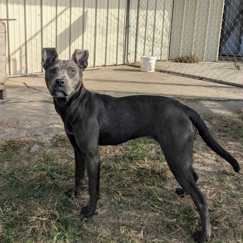A young medium-sized female Gray / Blue / Silver Labrador Retriever dog named Autumn for adoption in Newport, AR