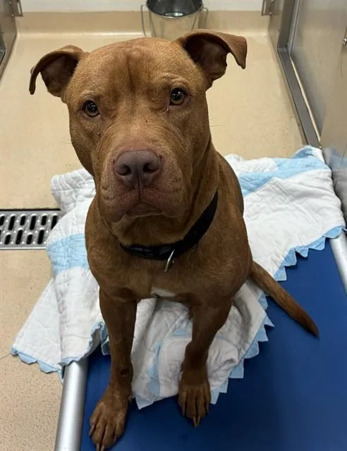 A young large-sized male Terrier dog named Prince for adoption in Olivette, MO