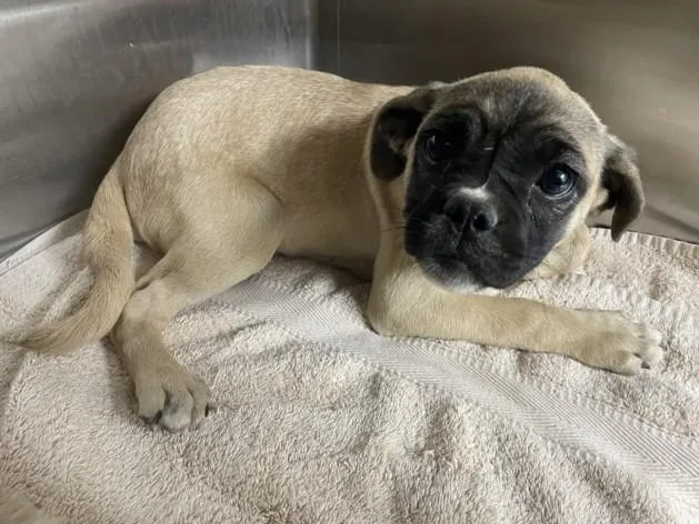 A baby small-sized female Pug dog named Rose for adoption in Norco, CA