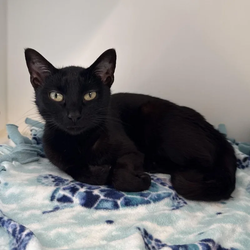 A young medium-sized female Black Domestic Short Hair cat named Lcbelle for adoption in Tulsa, OK