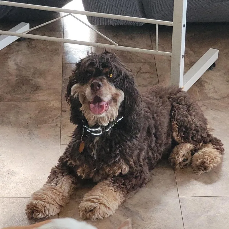 A senior small-sized female Brown / Chocolate Cocker Spaniel dog named Bailey for adoption in Tunkhannock, PA