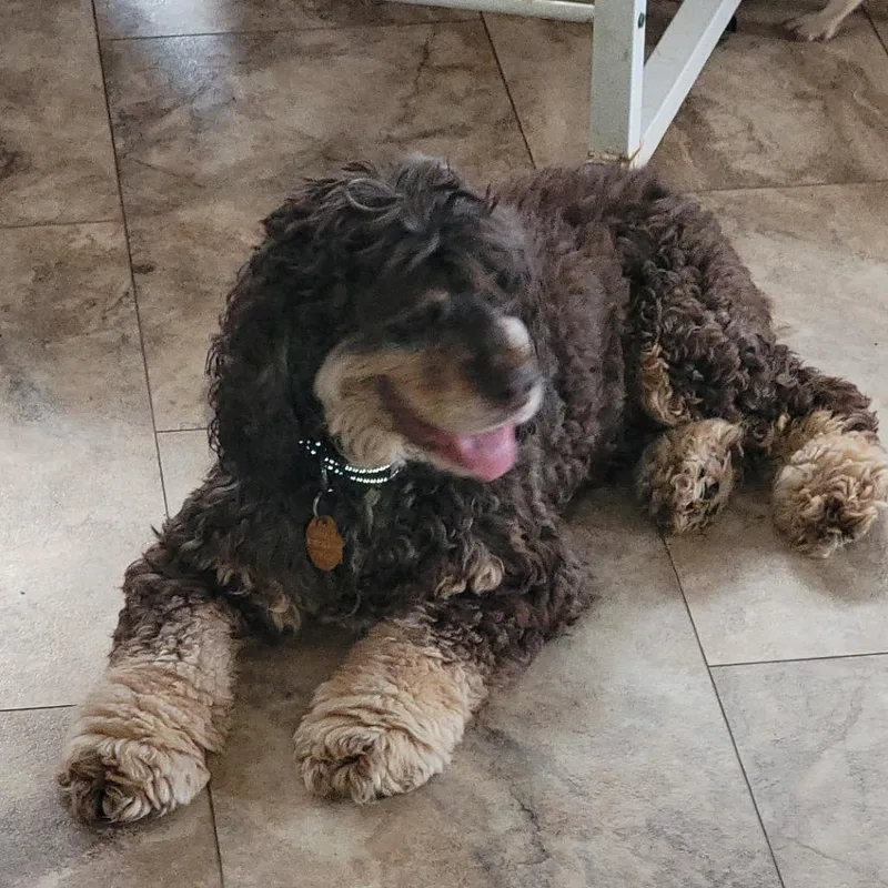 Bailey thumbnail 2