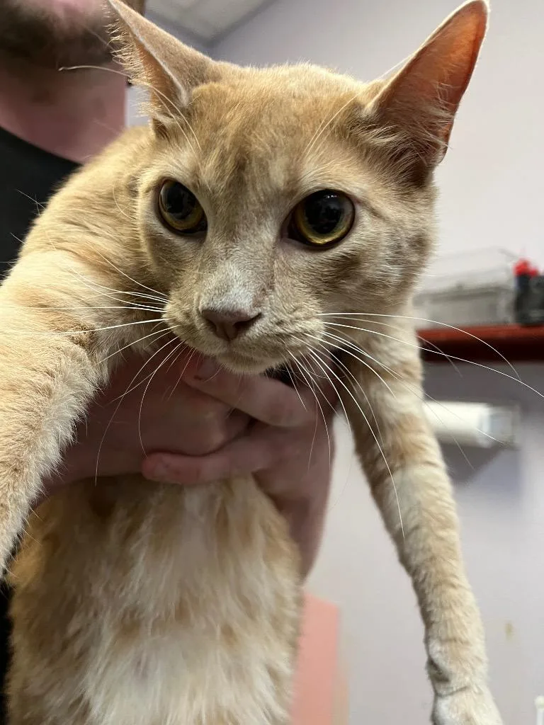 An adult extra large-sized male Domestic Short Hair cat named Mac for adoption in New Braunfels, TX