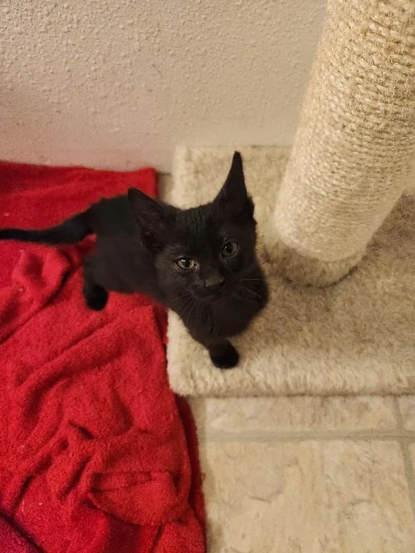 A young medium-sized female Black Domestic Short Hair cat named Echo for adoption in Fort Collins, CO