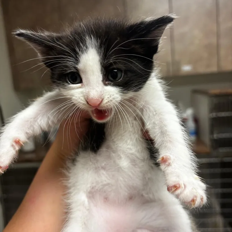 A baby small-sized male White Domestic Short Hair cat named Juno for adoption in Ottawa, KS