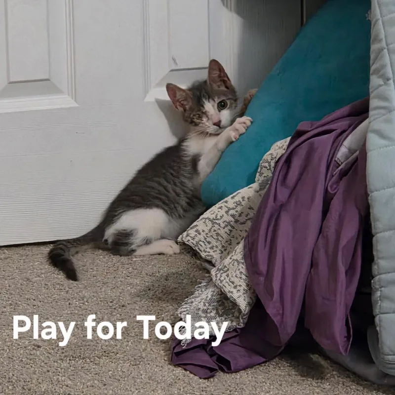 Play For Today thumbnail 2