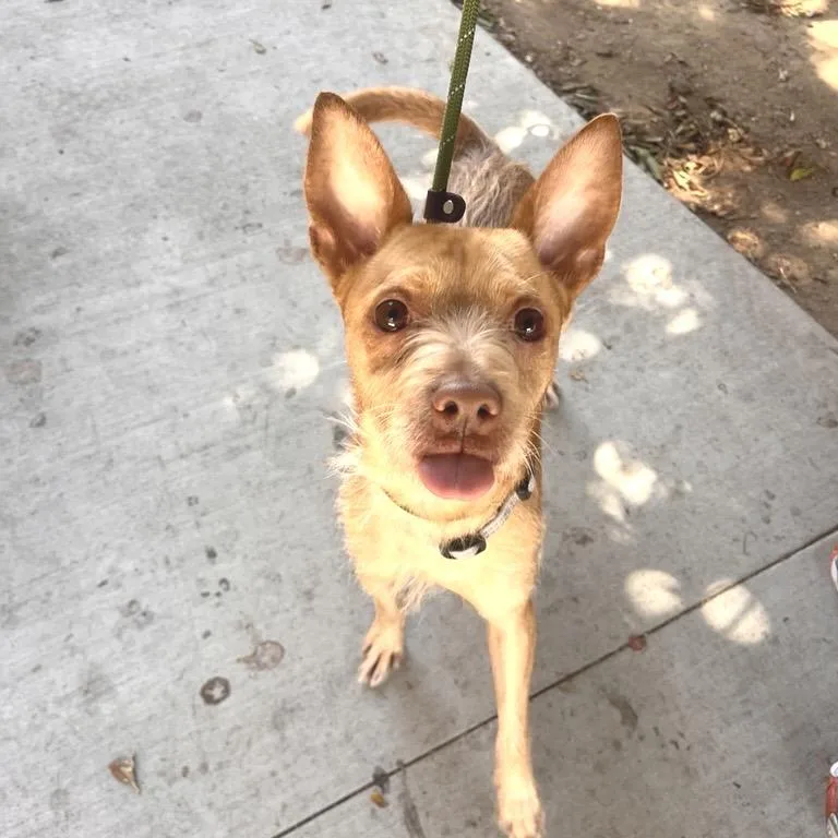 An adult small-sized male Terrier dog named Lenny for adoption in Los Angeles, CA