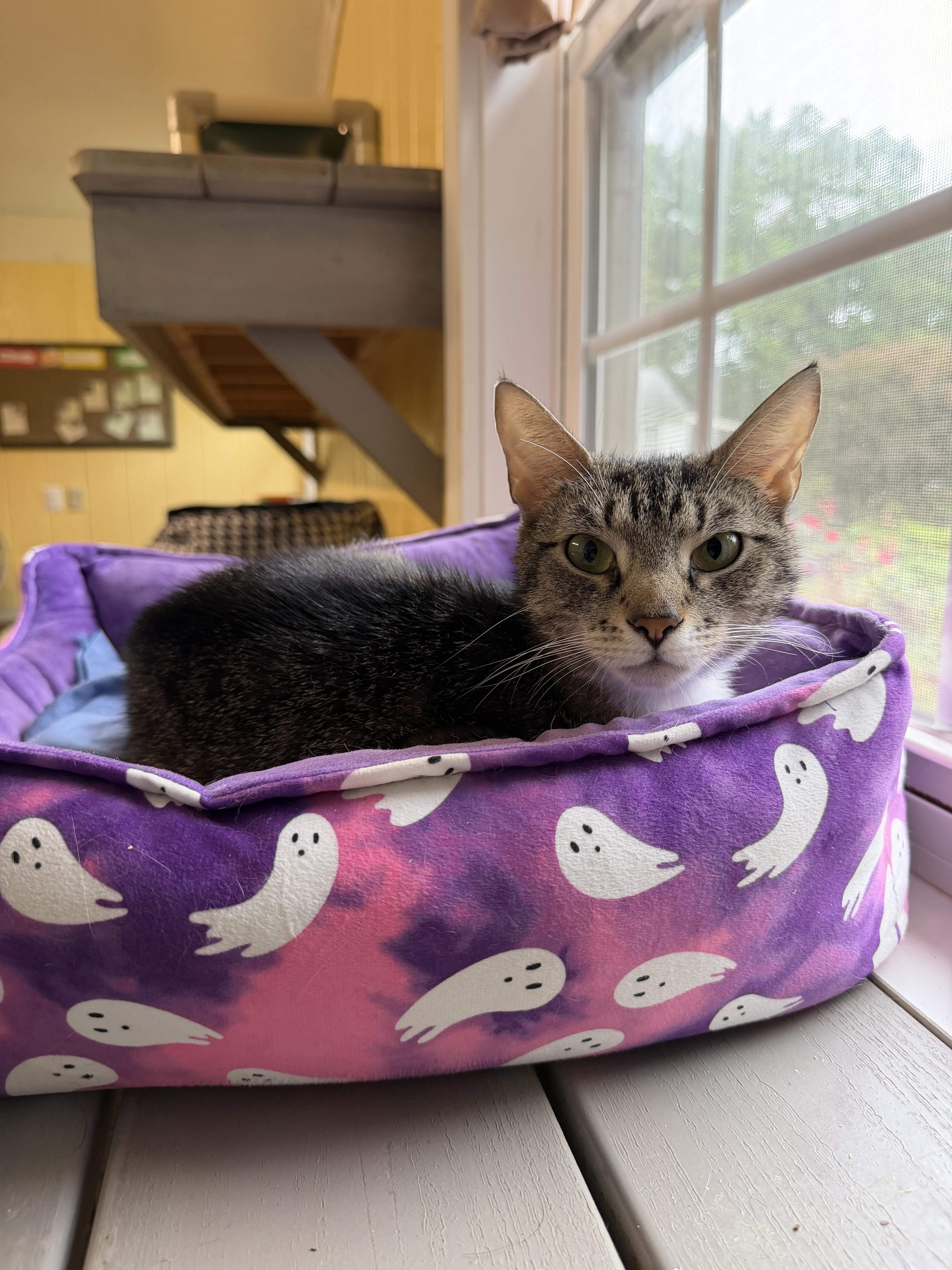 A young small-sized female Tabby (Brown / Chocolate) Domestic Short Hair cat named Lady for adoption in North East, MD
