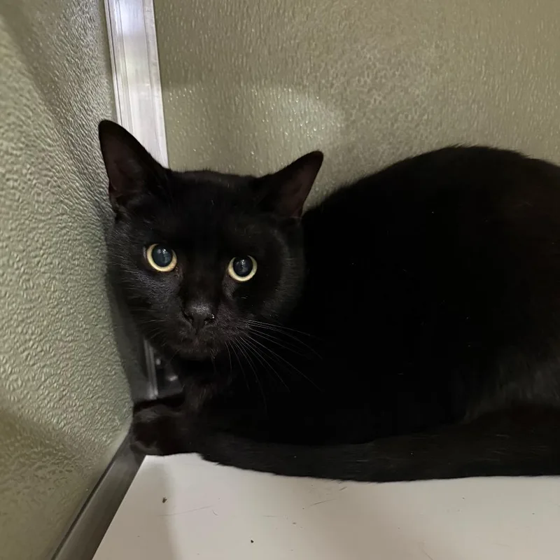 A young medium-sized male Black Domestic Short Hair cat named Bingo for adoption in Winston-Salem, NC