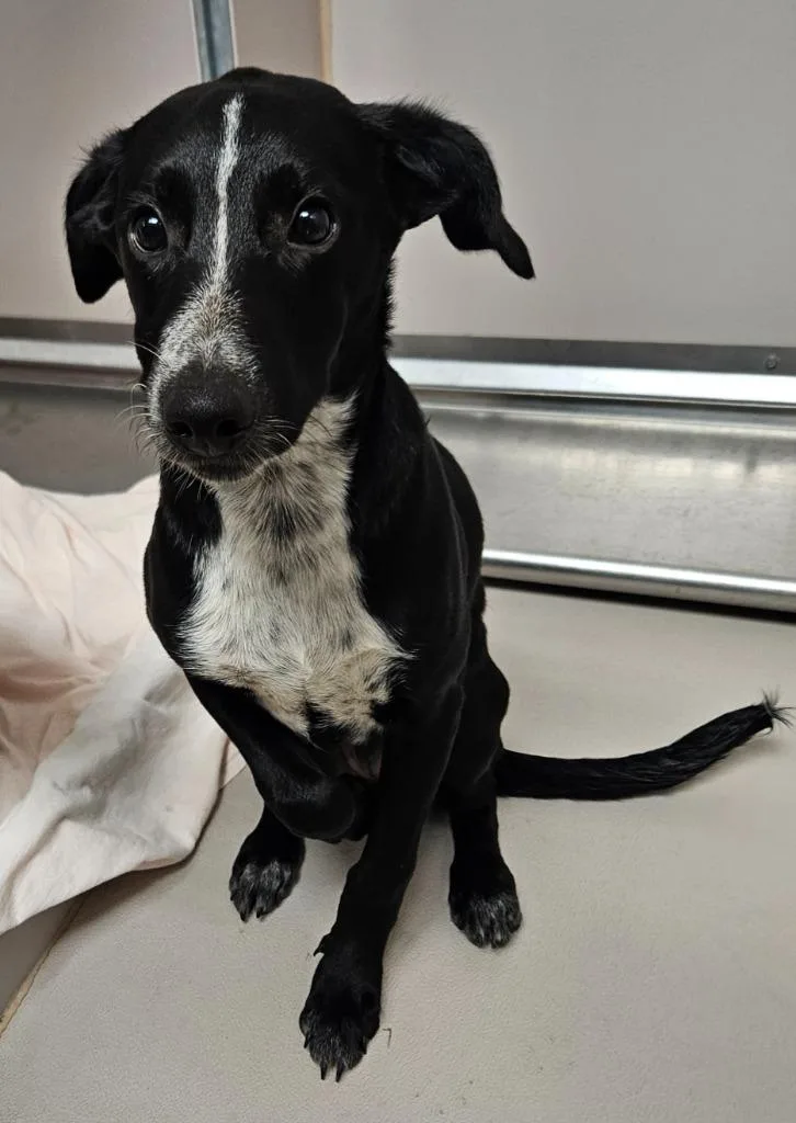 A baby medium-sized male Collie dog named Butch for adoption in Sherwood, AR