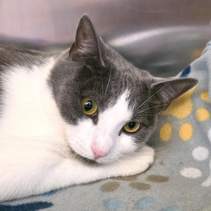 An adult large-sized female Gray / Blue / Silver Domestic Short Hair cat named Betty for adoption in Gloucester, VA