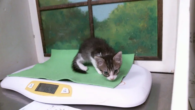 A baby small-sized male Domestic Short Hair cat named Marshmallow for adoption in Houston, TX