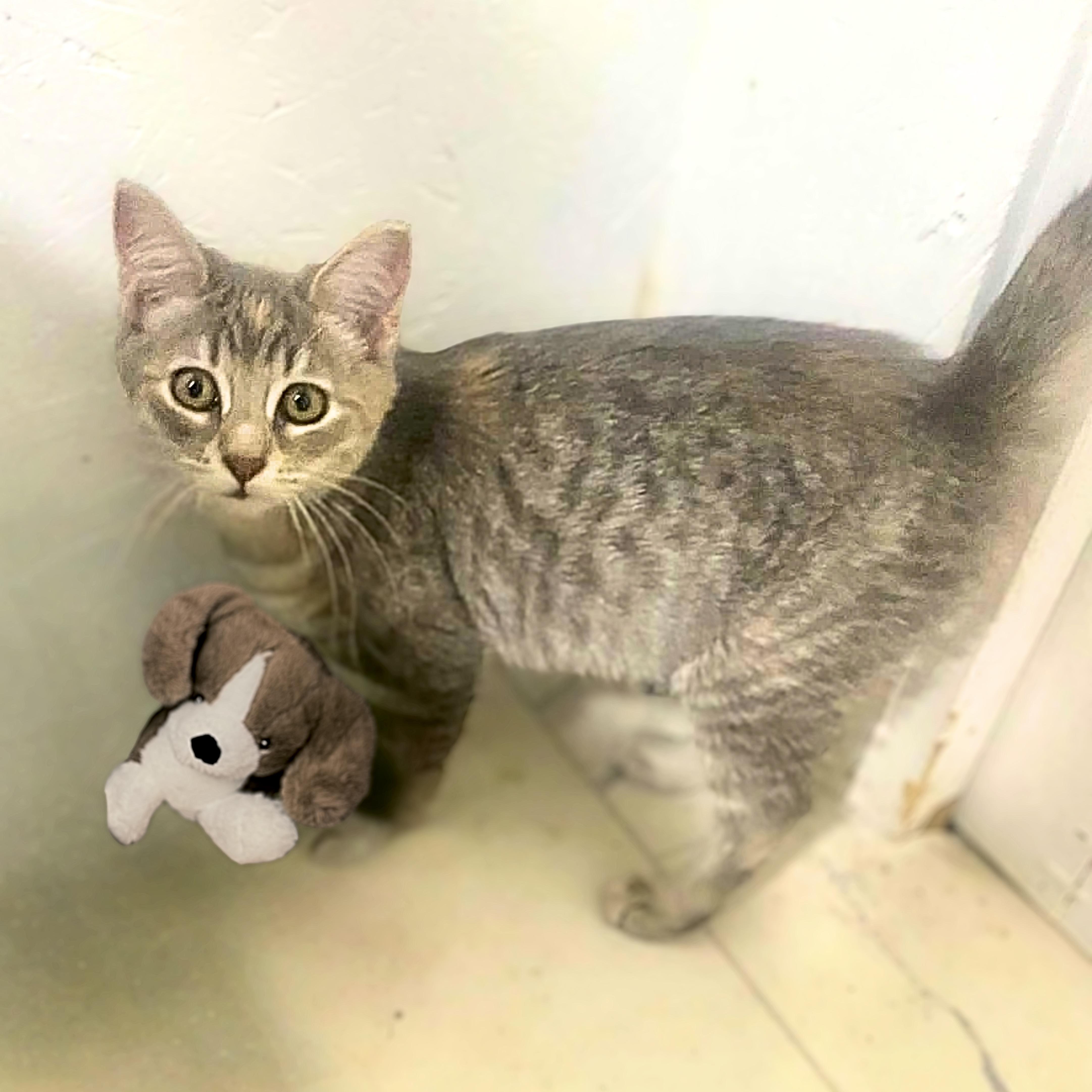 A baby medium-sized female Tabby (Buff / Tan / Fawn) Domestic Short Hair cat named Diamond for adoption in Austin, TX